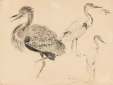 Wilhelm Kuhnert, Ostafrikanischer Riesenreiher, 1917, Pencil drawing
