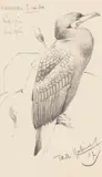 Wilhelm Kuhnert, Kormoran, 1907, Pencil drawing