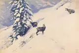 Ludwig Hohlwein, Gemsen im Schnee