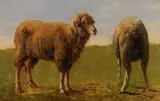 Rosa Bonheur, Tierstudie: Zwei Schafe