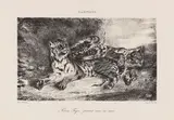 Eugène Delacroix, Jeune Tigre jouant avec sa mère