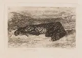 Eugène Delacroix, Tigre couché dans le désert, 1846, Etching