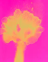 Mai by Otto Piene, 1971, Silkscreen in colors, sold Apr 2012