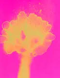 Otto Piene, Mai, 1971, Silkscreen in colors