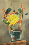 Walter Schulz-Matan, Fackeldistel, 1935, Tempera
