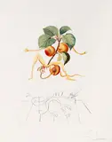 Abricot by Salvador Dalí, 1969, Drypoint, sold May 2011
