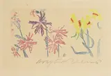 Arthur Illies, Federnelke und Leinkraut, 1896, Etching in colours
