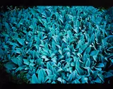 Lambs ears by Nan Goldin, 1999, Cibachrome print, sold May 2011