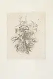Giorgio Morandi, Fiori di Campo, 1930, Etching