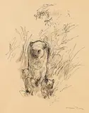 Otto Dill, Löwin mit Jungen, 1950, Pen and India ink drawing