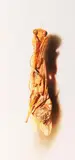 Mark Fairnington, Specimen (2), 2000, Oil on canvas