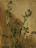 Christian Friedrich Gille, Distel-Studie