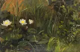 Christian Friedrich Gille, Wasserpflanzen-Studie