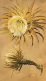 Christian Friedrich Gille, 2 Blätter: Distelblüten-Studie und Weinblatt-Studie