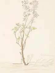 Apfelbäumchen by Hermann Hesse, 1930, Watercolour, sold Apr 2010