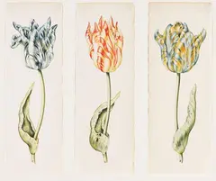 Anthony Claesz I, Zugeschrieben - Drei Tulpenstudien, Watercolour
