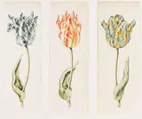 Anthony Claesz I, Zugeschrieben - Drei Tulpenstudien, Watercolour