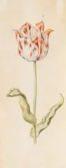 Anthony Claesz I, Zugeschrieben - Tulpenstudie, Watercolour
