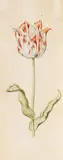 Anthony Claesz I, Zugeschrieben - Tulpenstudie, Watercolour