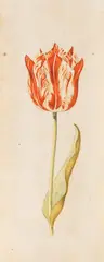Anthony Claesz I, Zugeschrieben - Tulpenstudie, Watercolour