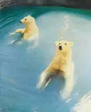 Richard Müller, Zwei schwimmende Eisbären