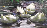 Alexander Koester, Vier schwimmende Enten im Teich