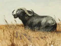 Wilhelm Kuhnert, Kaffernbüffel, 1900, Watercolour
