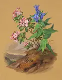 Franz Xaver Nachtmann, Bergblumen mit Ansicht des Klosters Tegernsee, 1835, Gouache