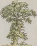 Zugeschrieben - Baumstudie by Johann Christian Clausen Dahl, 1850, Pen and ink drawing, sold Oct 2009