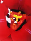 Marc Quinn, Close Up 1, 2007, Pigment print
