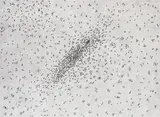 Ed Ruscha, Insect Slant, 1973, Lithograph