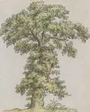 Zugeschrieben - Baumstudie by Johann Christian Clausen Dahl, 1850, Pen and ink drawing, sold Apr 2009