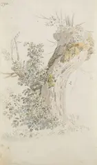 Heinrich Rieter, Baumstudie, 1790, Watercolour
