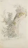 Heinrich Rieter, Baumstudie, 1790, Watercolour