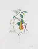 Poire Don Quichotte by Salvador Dalí, 1969, Photo-lithograph, sold Oct 2007