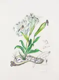 Lilium longiflorum vel tempus by Salvador Dalí, 1972, Drypoint, sold Oct 2007