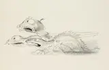 A. Paul Weber, 2 Bll.: Konferenz. Drei Bestien an der Leine, 1970, Pen and India ink drawing