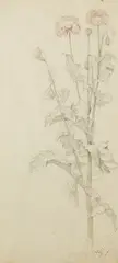 Studie einer Mohnpflanze by Friedrich Nerly, Pencil drawing, sold Mar 2007