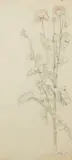 Friedrich Nerly, Studie einer Mohnpflanze, Pencil drawing