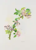 Apfelblütenzweig by Oskar Kokoschka, 1976, Lithograph in colours, sold Mar 2007
