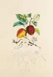 Pomme dragon by Salvador Dalí, 1969, Photo-lithograph, sold Mar 2007