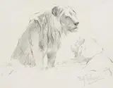 Wilhelm Kuhnert, Löwe, 1900, Pencil drawing