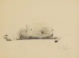 Wilhelm Kuhnert, Löwin, auf dem Rücken schlafend, 1900, Pencil drawing