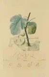 Homme figuier by Salvador Dalí, 1969, Photo-lithograph, sold Mar 2007