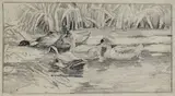 Alexander Koester, Sechs Enten am Schilf - windig, 1900, Pencil drawing