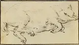 Cornelis Saftleven, zugeschrieben - Schlafendes Schwein, 1650, Pen and India ink drawing