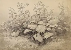 Robert Kummer, 2 Bll.: Entwurzelte Bäume im Wald (Rosenlauibad). Studie einer Klettenpflanze (Goisern b. Ischel), 1853, Pencil