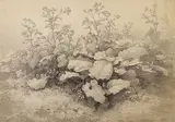 Robert Kummer, 2 Bll.: Entwurzelte Bäume im Wald (Rosenlauibad). Studie einer Klettenpflanze (Goisern b. Ischel), 1853, Pencil