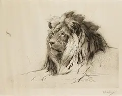Wilhelm Kuhnert, Löwenkopf, 1916, Drypoint