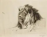 Wilhelm Kuhnert, Löwenkopf, 1916, Drypoint